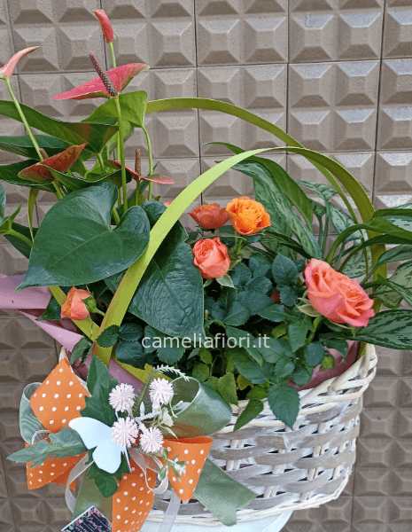 Composizione di piante d'appartamento in cestino