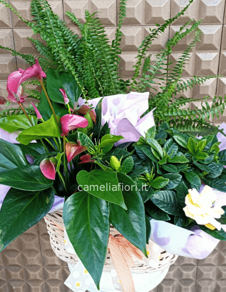 Composizione di piante in cestino