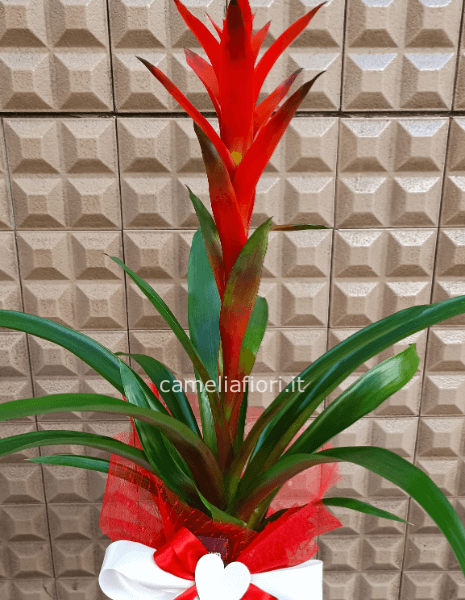 Guzmania in vaso