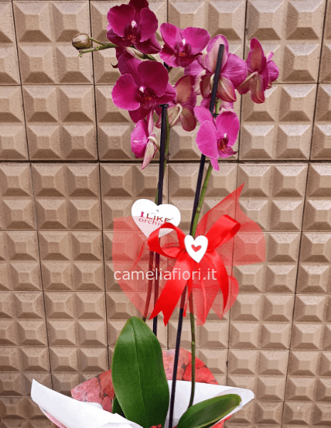 Orchidea phalenopsis in vaso