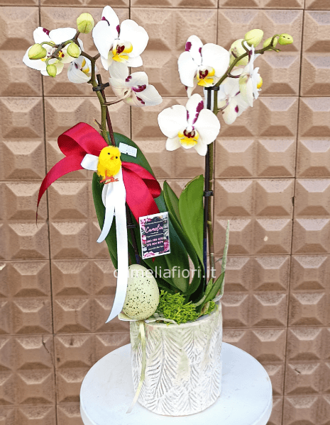 Orchidea mini in vaso