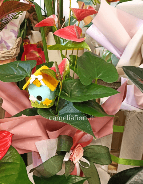 Anthurium