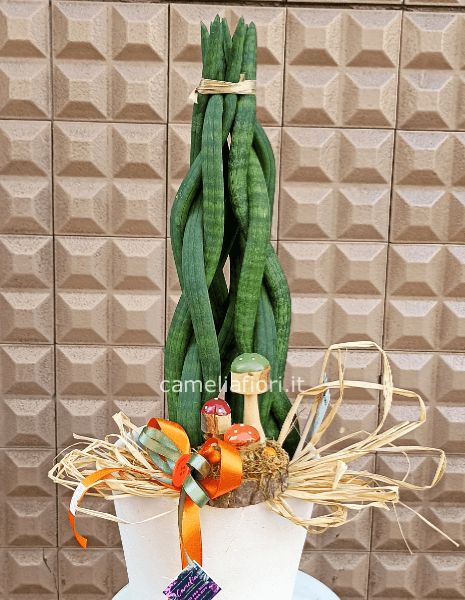 Sansevieria intrecciata 