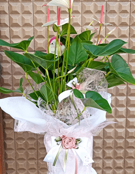 Anthurium