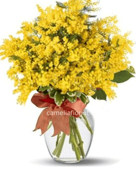 Mimosa
