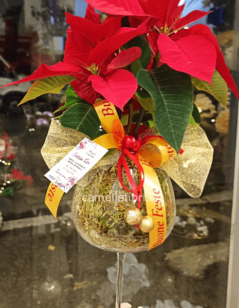 Stella di Natale in calice