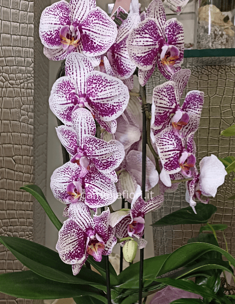 Orchidea ad archetto