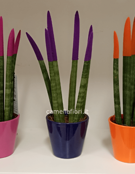 Sansevieria cilindrica 