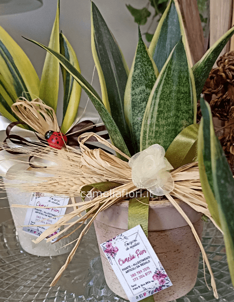 Sansevieria mini