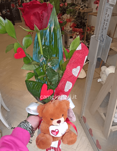 Rosa Teddy