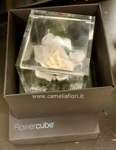 Gardenia 8x8