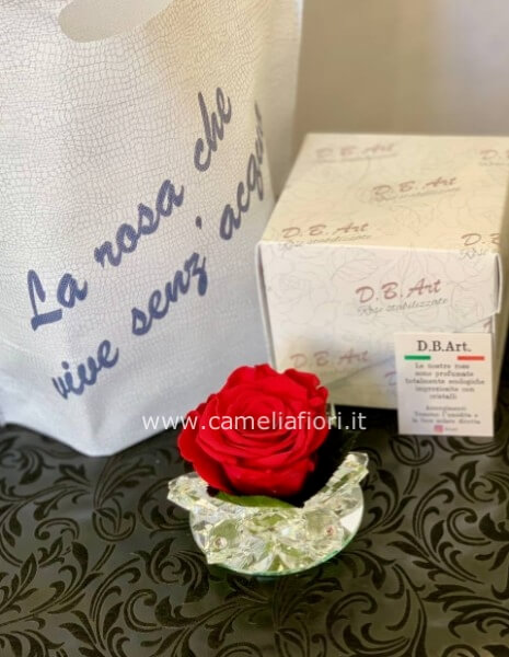 Rosa stabilizzata rossa special