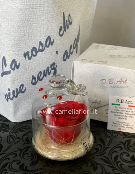 Rosa stabilizzata Rossa grande con cupola