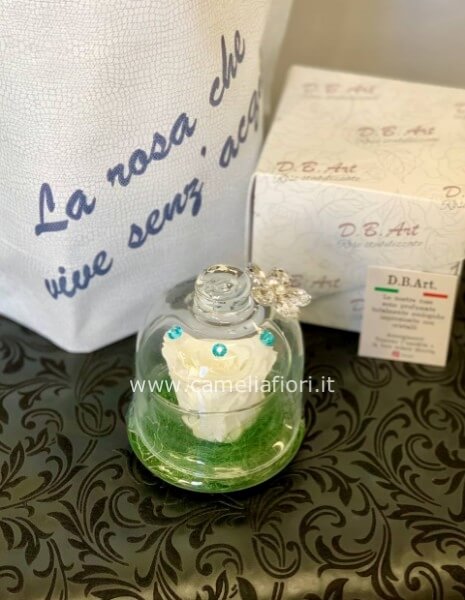 Rosa stabilizzata BIANCA grande con cupola