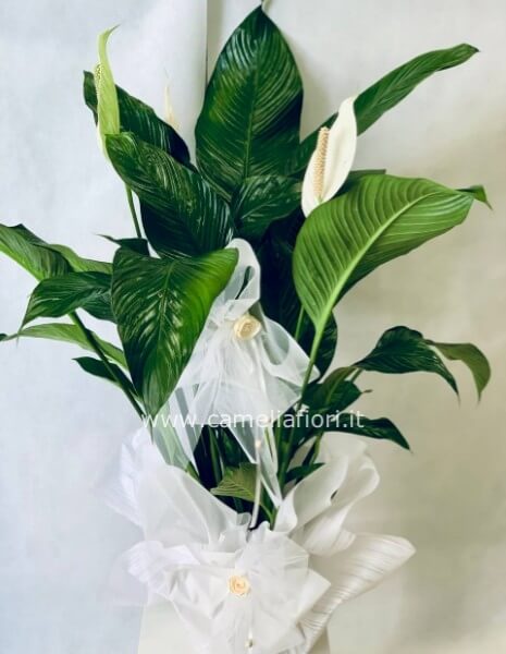 Spathiphyllum maxi