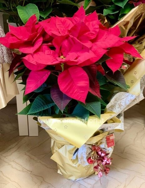 Stella di natale media