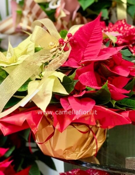 Ciotola stella di natale Media