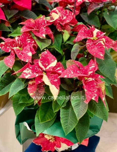 Stella di Natale Grande